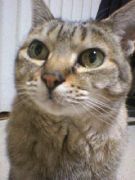 StoneSide's profile picture. 元バックパッカー現編集者。つぶやきはゲーム中心。Q3,UT2K4,RO:O,BF2&4,MAG,ET:QW,HoI2,Fo3,TES3&4,BG1&2,StrongHold,Tropico。台湾とは深い縁があったりするhttps://t.co/WQyCJ8T34e Origin=Liang75