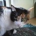 Catlover (@catlovergail) Twitter profile photo