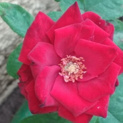 LearnPro5's profile picture. 