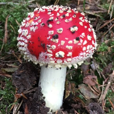 PilzHexen's profile picture.