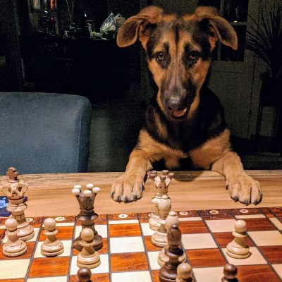 riwitwit's profile picture. Chess. Basketball. Comics.