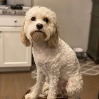 Josh Towers (@nodontjosh) 's Twitter Profile