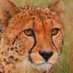 SlowCheetah 🔺 (@cheetah_slow) Twitter profile photo SlowCheetah 🔺 (@cheetah_slow) Twitter profile photo