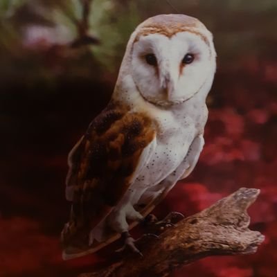 Realamino22's profile picture. I like books and movies.