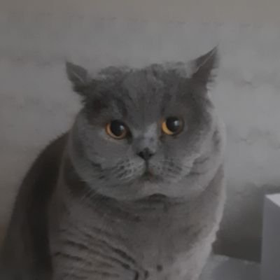 kedilerkedidir Profile Picture