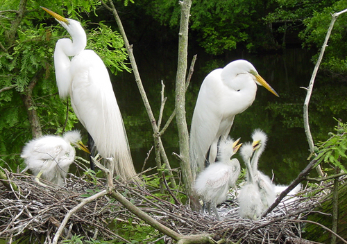 suzannemgaff's profile picture. Grew up in MD, outside of DC. Graduated Montgomery Blair HS, moved to Roanoke, VA, raised family and rec'd. art degree. 18 yrs ago, moved to Little River, SC.