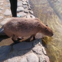 くり (@kurikaguyahime) 's Twitter Profile Photo