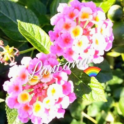光GENJI🌈ふたつの風🎶US、ひろくん&あっくん🥰
fanの皆さんと沢山お話ししたいです💕
仲良くして下さい😊無言フォロー失礼します
日常のTweetもします🌺
子供の頃光GENJIのスケートで遊んでた世代🛼
ファンになった頃は解散してました。
通知来ません×画像使用は禁止😔