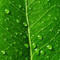 Leaf Van Boven (@bovenleaf) 's Twitter Profile