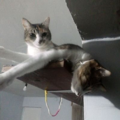 Jace0911's profile picture. Soy un ciudadano comprometido; defiendo los animales, comprometido con mi familia, feliz mente casado, y felizmente catolico.