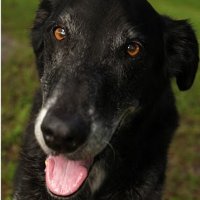 Vintage Paws Sanctuary (@olddogsrock) 's Twitter Profile