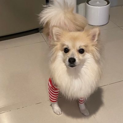 np_craze's profile picture. OUT and PROUD 🏳️‍🌈 Movie lover 🎞 Hardcore gamer 👾 Mummy to lil’ Marco 🐶 my ❤️ is for #หลิงออม #LingOrm #อุ้มแบม #OomBam