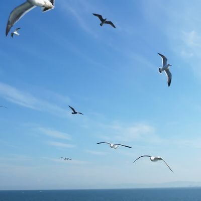 papiokayossi's profile picture. リツイート多めです。無言フォローお許し下さい。#肉球新党　#維新は最悪の選択肢