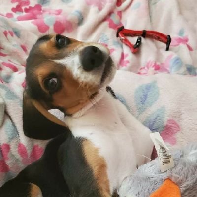 BeagleMoonshine Profile Picture