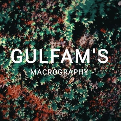 NGulfams's profile picture. NFT Artist | NFT Photography | NFT Macrophotography
My opensea collection ⬇️⬇️⬇️