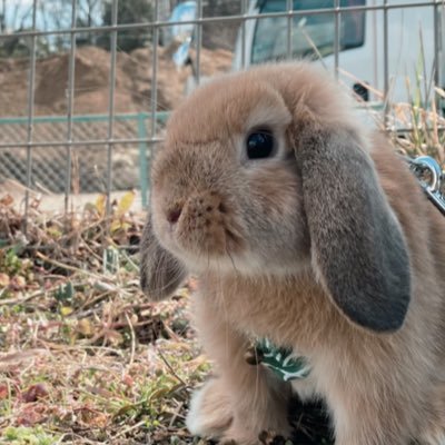 有機農業畑の🐰タケちゃんです。 食べた人が元気になるお野菜を育てているよ🥕 誰でもできる有機農業を目指してます✨ #うさぎのいる暮らし #うさフン #無農薬無化学肥料 #自然栽培 #家庭菜園 #保田ぼかし