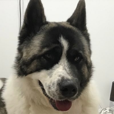 anoboas's profile picture. Baterista fuera de servicio