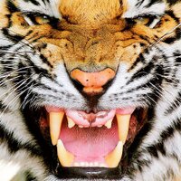 Gloria Ware - @4lifetiger Twitter Profile Photo