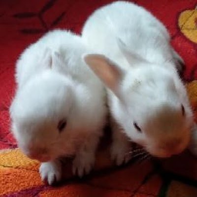 sahebkh58953770's profile picture. Business