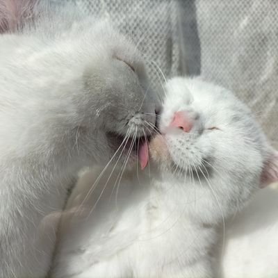 suger_miso's profile picture. 💙mycats💓neko💙snoopy💙🇬🇧ukrock
💙🎥movie🏠fukushima🐣
いいね&リツイートが多いです😃💦