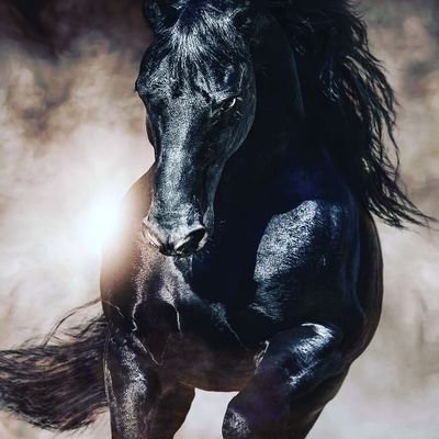 RavshanAkhmedo4's profile picture. 