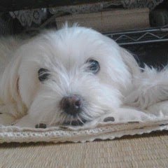 pirorororoking's profile picture. 