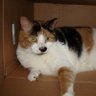 snotzthecat's profile picture. 17 year old calico. Professional napper.  #CalicoCrew #SuperSeniorCatsClub April 1,2005- January 11, 2023 🌈
