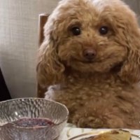 abcdeflikeit (@abcdeflikeit) 's Twitter Profile