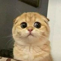 Htetthinzarwin (@htetthinzarwi10) 's Twitter Profile