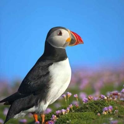 mingrui20199091's profile picture. #zkApes