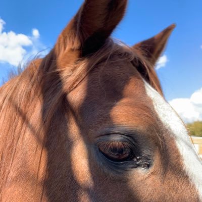 equinepapico's profile picture. 馬が大好き🐴趣味は乗馬🐴 競走馬と乗用馬の幸せのために、出来ることを少しずつ💕🐴✨母子ショットに弱いです💕無言フォローすみません🙏