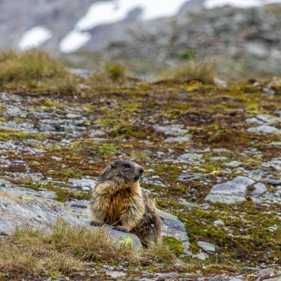 Murmale2's profile picture. ich steh nicht links, ich steh nicht rechts, ich steh richtig und bin ein Friedensschwurbler aus Überzeugung