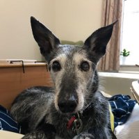 Bert the lurcher(@bertthelurcher) 's Twitter Profile Photo