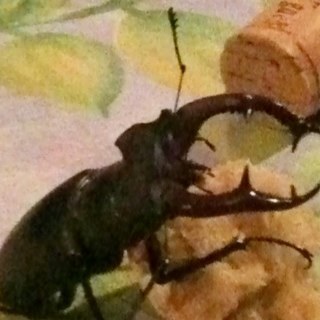 grifgrof's profile picture. 