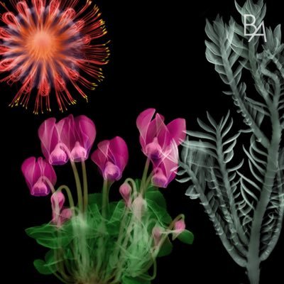 4dis1ney5's profile picture. 