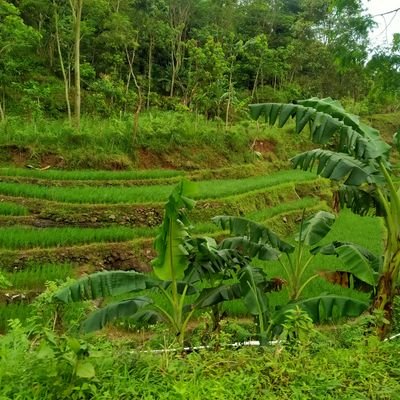 AmFatkhun's profile picture. 