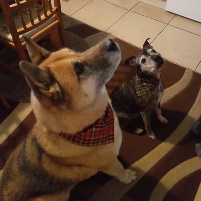 jethr0d0g's profile picture. Me is outta here, see you on Tusky.