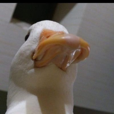 Mrs. Duck 🇮🇨 Profile