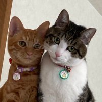 とこも (@95cs9) Twitter profile photo