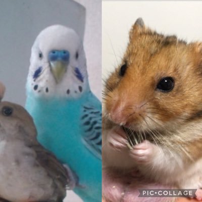 セキセイインコ♂のぴーすけとゴールデンハムスター♂のチビです。動物好きの方、仲良くしてください！