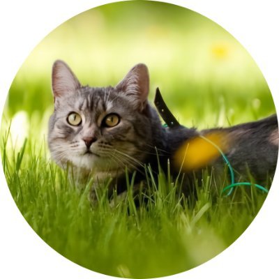 _miya_nm7's profile picture. Full-stack Software Engineer based in Singapore｜ex. Fusic｜Laravel, PHP｜TypeScript, React, Vue, Nuxt｜AWS｜nm7