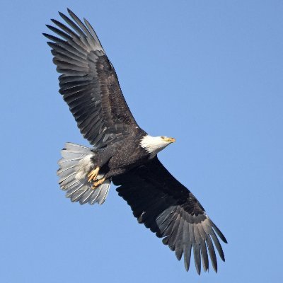 spicypizzadog's profile picture. 日本語を勉強しているアメリカ人です。