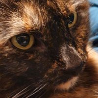 Sebastian52 (@swr12121) 's Twitter Profile