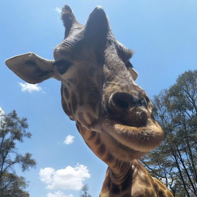 allcurlsnobrain's profile picture. apprentice wordbender