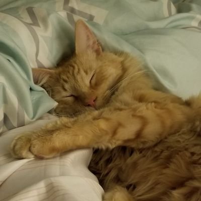 DrLeoMarvinDGAF's profile picture. Super smart feline with lots to say. Hope I bring a smile your way.