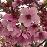 デカトラgogo (@vmscdvwoqeqxvoj) 's Twitter Profile Photo