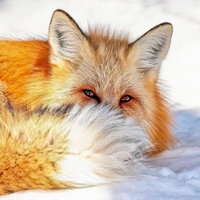 roterFuchss's profile picture. Ich gehe langsam aber ich gehe nie zurück!