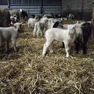 Agriculteur éleveur la terre coule dans mes veines