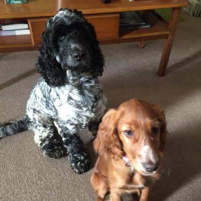 lisa_castleton's profile picture. Spaniel loving Lady