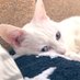 rentall (@istumono) Twitter profile photo rentall (@istumono) Twitter profile photo